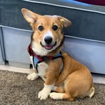 Abbey Road Eleanor Rigby - @abs_of_fur - Instagram