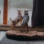 Melissa Abbey Robbins - @seraphimbulliesmrobbins - Instagram