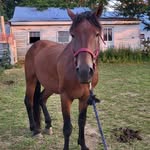 Abby Roth - @codymypony - Instagram