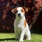 Abbey Rowe - @abbey._.canine._ - Instagram