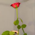 Abbey Roy Abhay Roy - @abbeyroyabhay - Instagram