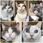 Emma, Lilly, Olive, Belle, Abbey, Salem - @emmalillyolive - Instagram