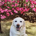 Abbey Schaefer - @_abbeylabrador_ - Instagram