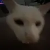 abbey - @abbeyyscott - TikTok