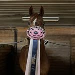 Abby sheehan - @abby.sheehan.eq - Instagram