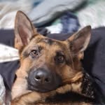 Abbey German Shepherd - @abbey_theshepherd - Instagram