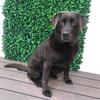 Abbey simon - @ella_the_chocolate_lab - TikTok