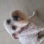 Abbey Stuart - @abbeydog1234 - Instagram