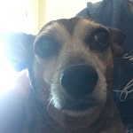 😄hi😄Augie ⚰️Zeeke⚰️Callie⚰️ Zeus 🐶Taco 🐶 - @abbeyvincent03 - Instagram