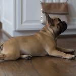 Abbey Watts - @abbey.z.frenchie - Instagram