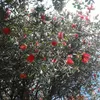 Abby Weeks  - @abbyaf_666 - TikTok