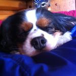 Abby Whelan - @cavalierfromholland - Instagram