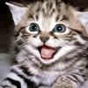 abbeywilliamson65 - @abbey573919 - TikTok