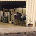 Abbey Willis - @ajay_equestrian_riding_school - Instagram