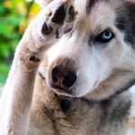 Abbey Wolf - @wolfbanterblog - Instagram