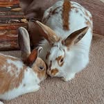 Abbie Bailey - @crumpets_creations_petsupplies - Instagram