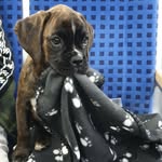 Abbie - @abbie_the_little_boxer - Instagram