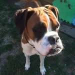 Abbie - @abbie_theboxer - Instagram