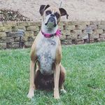Abbie_Da_Boxer - @abbietheboxer - Instagram