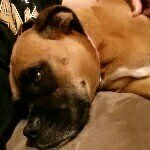 ABIGAIL!🐶🐶 - @abbie_the_boxer - Instagram