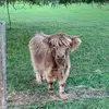 Abbie Boyd - @abbie.boyd - TikTok