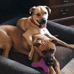 Abbie & Buck - @theboxertwins - Instagram