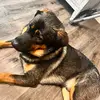 abbiedellecave - @cleaning.era - TikTok
