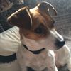 Daisy  - @abbie.chase - TikTok