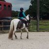 Abbie Clements  - @horselover12165 - TikTok