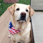 Abbie Cox - @abbie_the_labby - Instagram