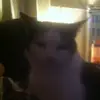 Abbie Davidge - @abbie.davidge1 - TikTok