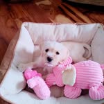 Abby Dunning-Chuba - @abbytheschnocker - Instagram