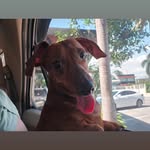 Abbie Gee - @kaede_1899 - Instagram