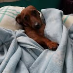 Abbie Gee - @princess_anne_2019 - Instagram