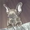 Abbie graham - @princesspuppiesabd - TikTok