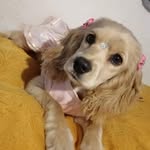 Abby Granger 🐶 - @abby.grangerc - Instagram