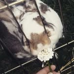 Abbie - @abbiehahne123 - Instagram