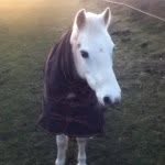 🐴Abby Hatcher🐴 - @abby_ellie_2904 - Instagram