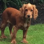 Abbie Holder - @abbiethecockerspaniel - Instagram