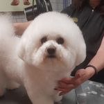 Abbie Howard - @pawfect_pooches_doggrooming - Instagram