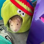 Abbie Howard - @lifeof17animalsx - Instagram