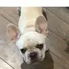 abbiehutton - @abbiehutton4 - TikTok