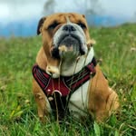 🤍 Abbie Jane the english bulldog 🤎 - @abbie_jane.thebulldog - Instagram