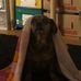 Abbie Kaminsky - Facebook