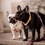 ᴀʙʙɪᴇ ᴀɴᴅ ʟɪʟʟʏ ғʀᴇɴᴄʜɪᴇs 🐾 - @abbie_lilly_frenchies - Instagram
