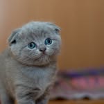 Abbie Logan - @supercutekittenspictures - Instagram