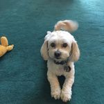 Abbie McGee - @abbiemcgee2011 - Instagram