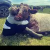 Abbie 🐮 - @abbiemorris96 - TikTok