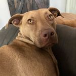 Abbie Normal - @abbienormalpitbull - Instagram