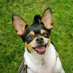 🐾Abbie-The Ottawa Chihuahua - @abbie_ottawa_chihuahua_ - Instagram